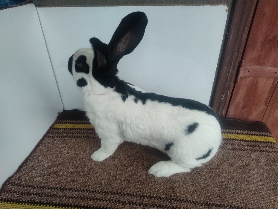 Продам кролів породи строкач, НСВ