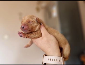 Zapowiedź Miotu Golden Retriever Złote i Ciemno Złote Kwiecień