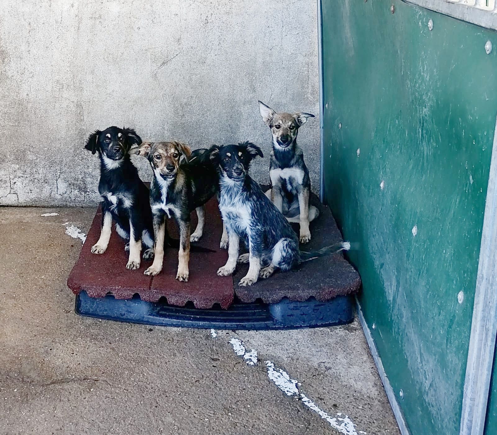 Cachorrinhas lindas para adoção responsável