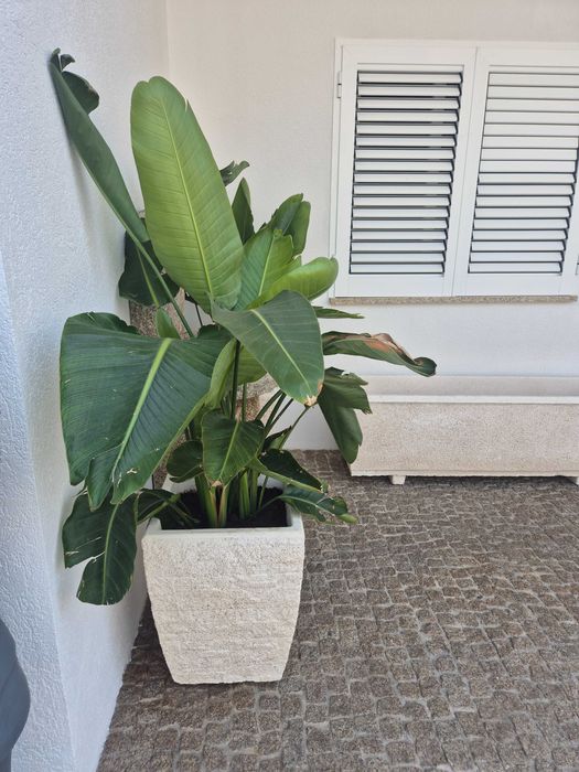 2 vasos pedra grandes