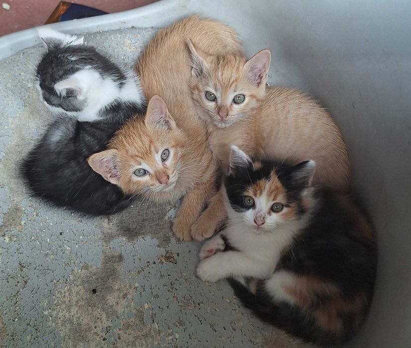 Gatinhos Para Adoção