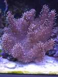 Sarcophyton koral