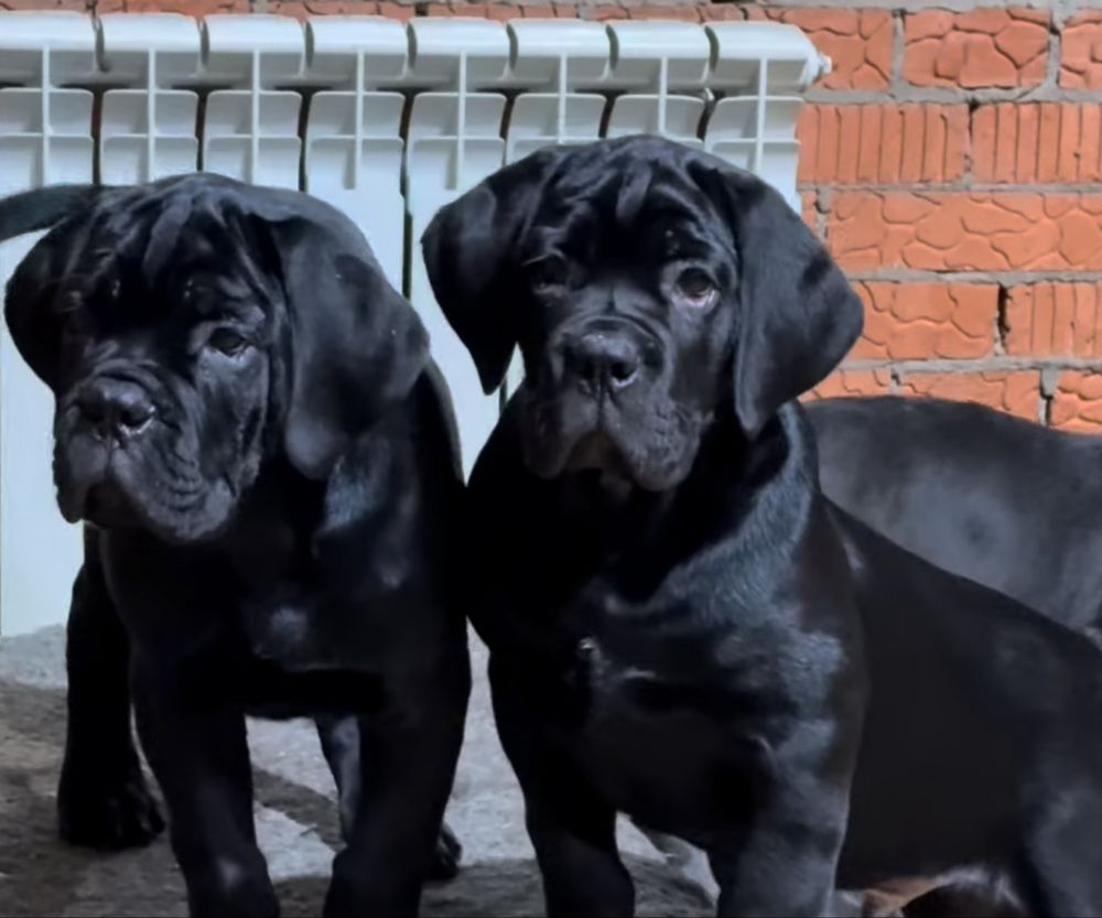 Елітні Cane corso сірого чорного забарвлення-від розплідника)
