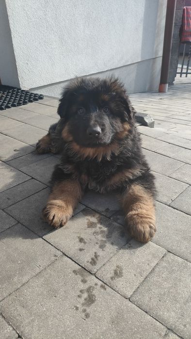 Szczeniak Owczarka Niemieckiego Pcim