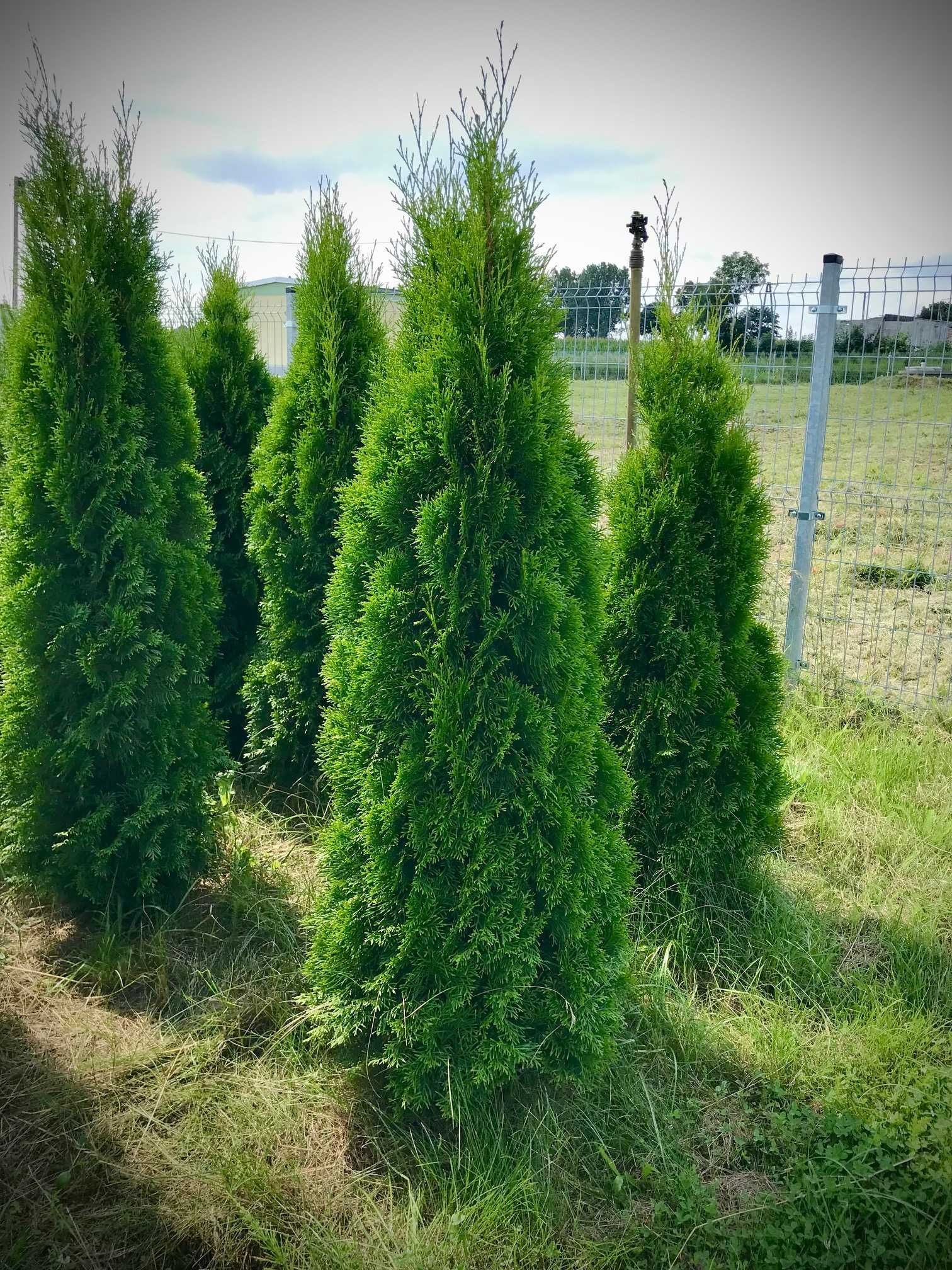 Tuje Tuje szmaragd 180-200cm Najwyższa Jakość !!! Sadzenie