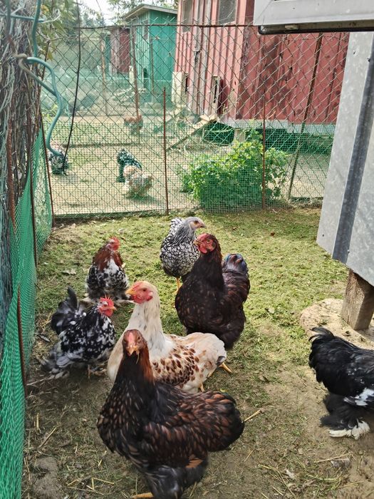 Wyandotte, Wyandotta, Wyandotty Koguty