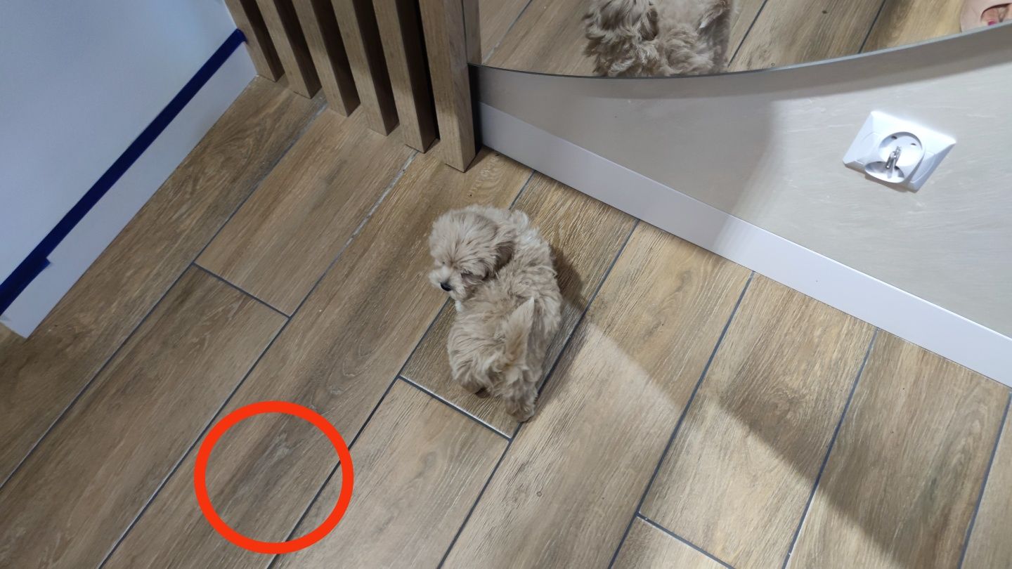 Maltipoo maltipoo