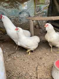 Araucana , Faverolles, Sulmtaler ovos incubação