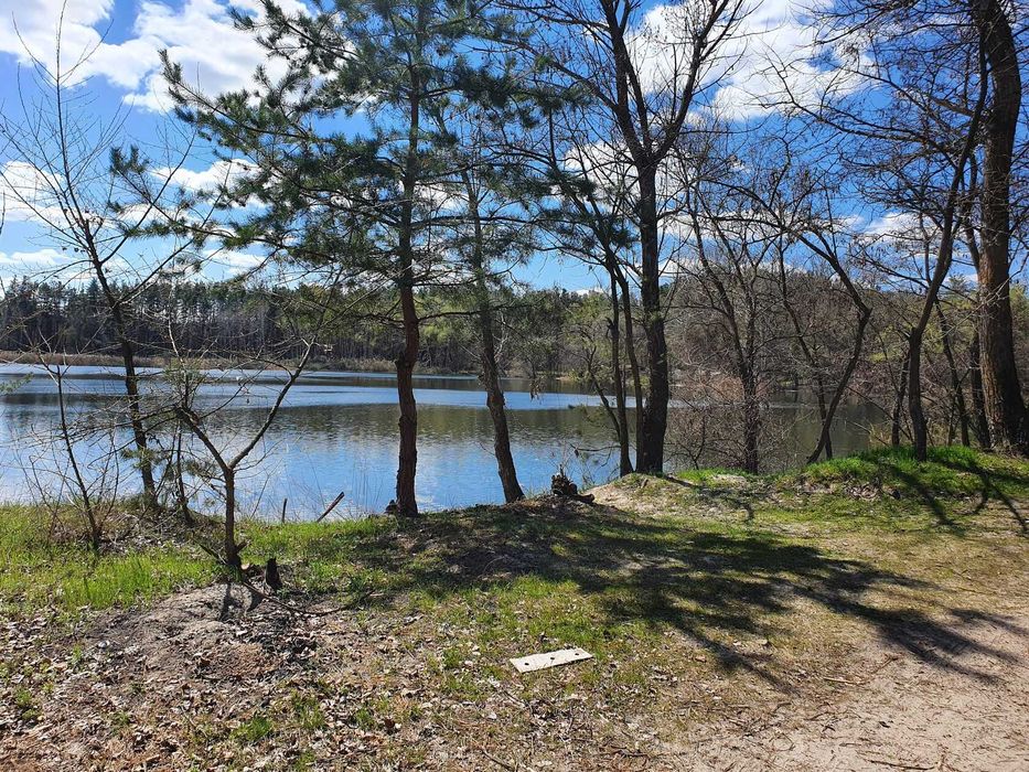 Земельный участок возле базы Соича в сосновом лесу на берегу