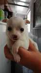 cadelinha chihuahua meiguinha linda