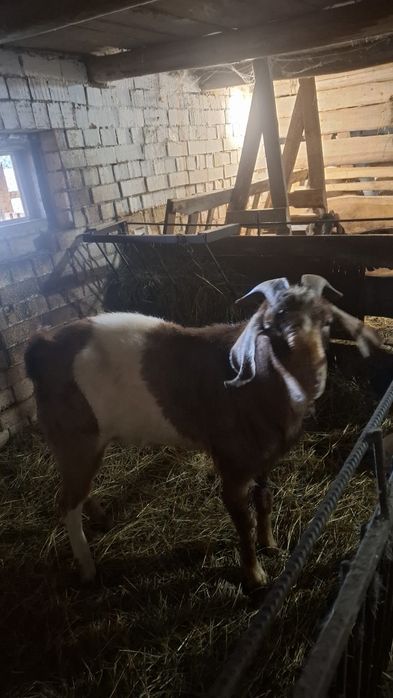 Злучка з англонубійцем