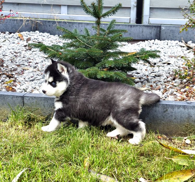 Niebieskooki szczeniak Siberian Husky międzynarodowy rodowod FCI ZKwP