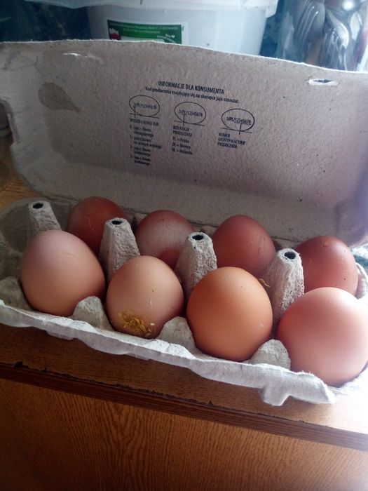 Jajka wiejskie wolny wybieg