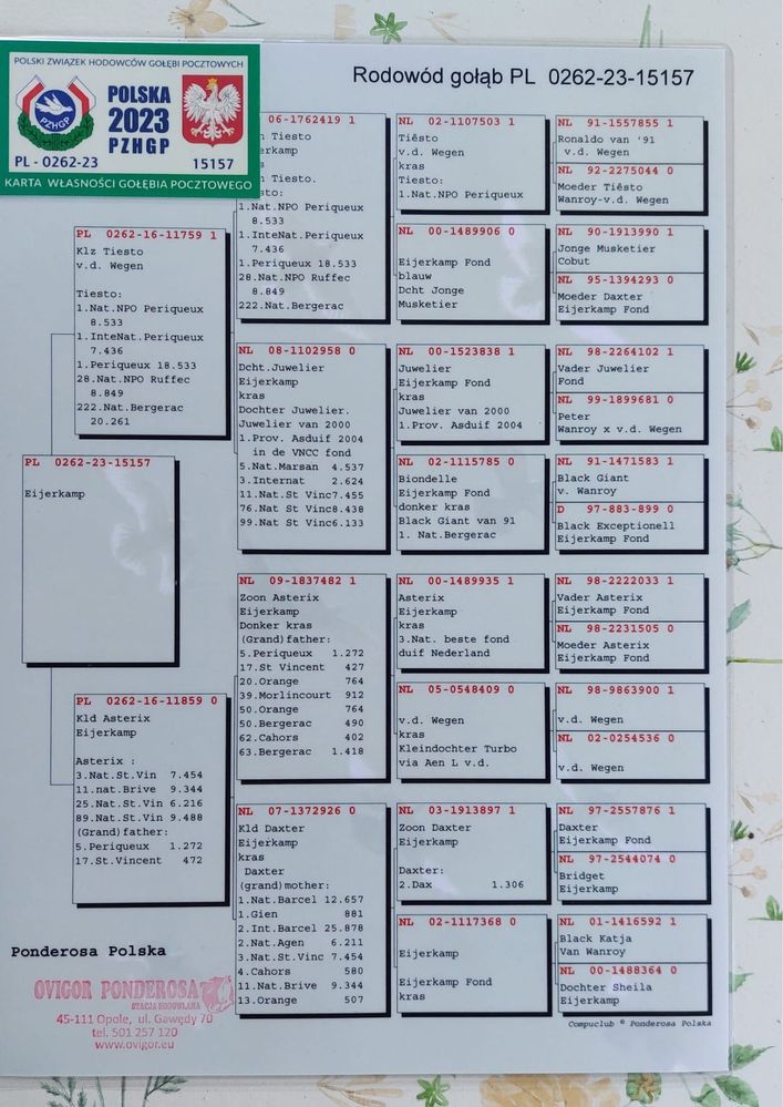 Samiec Eijerkamp 100% 2023 dwuletni gołąb pocztowy
