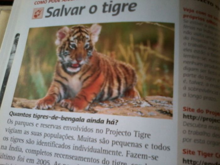 DVD + livro "Tigres dos Pântanos" - Tigre-de-bengala