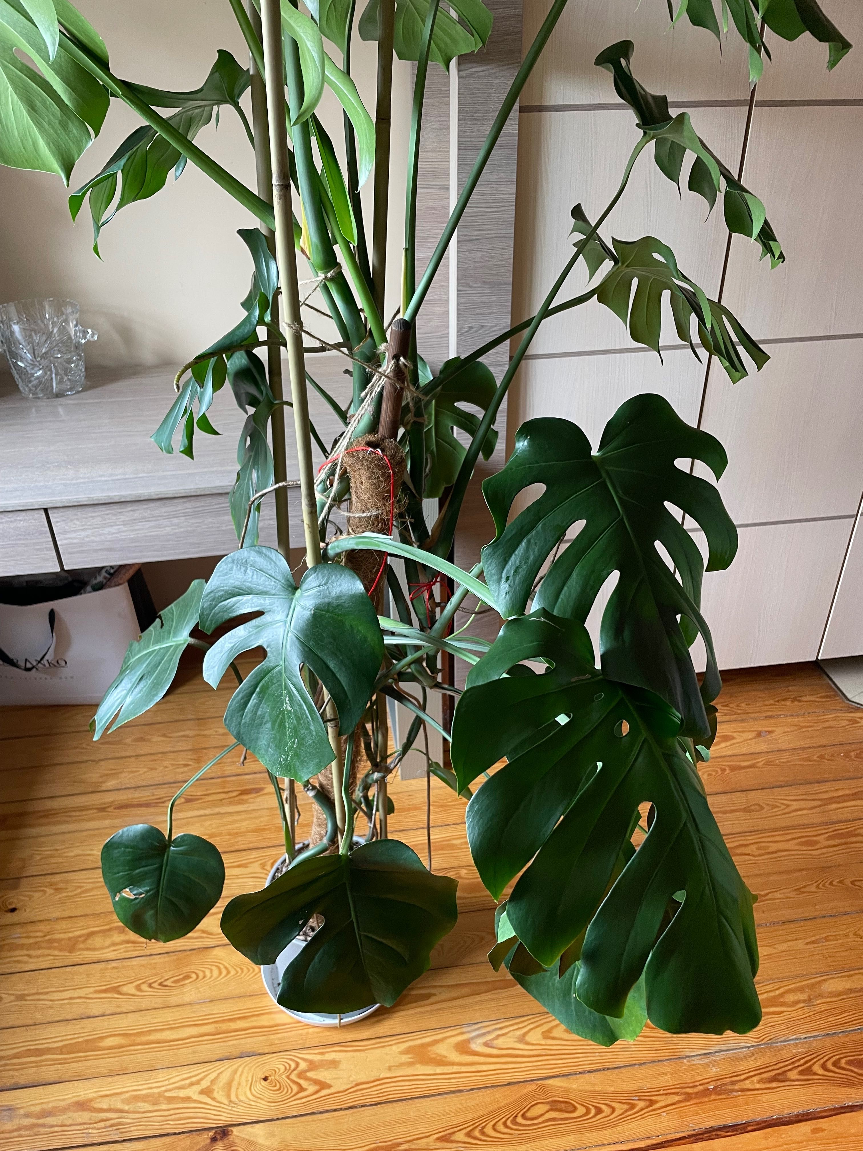 Duża monstera w doniczce