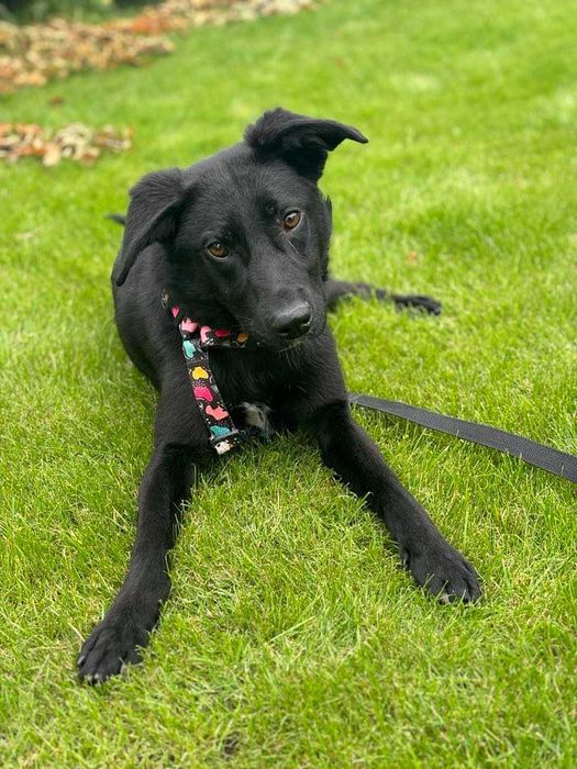 Przyjacielski 1,5roczny  psiak szuka domu adoptuj