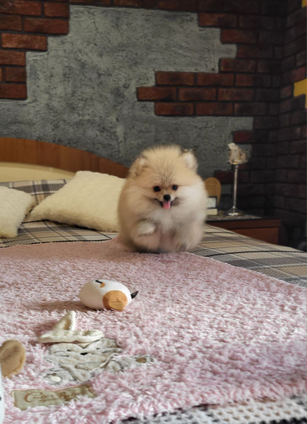 Szpic miniaturowy pomeranian