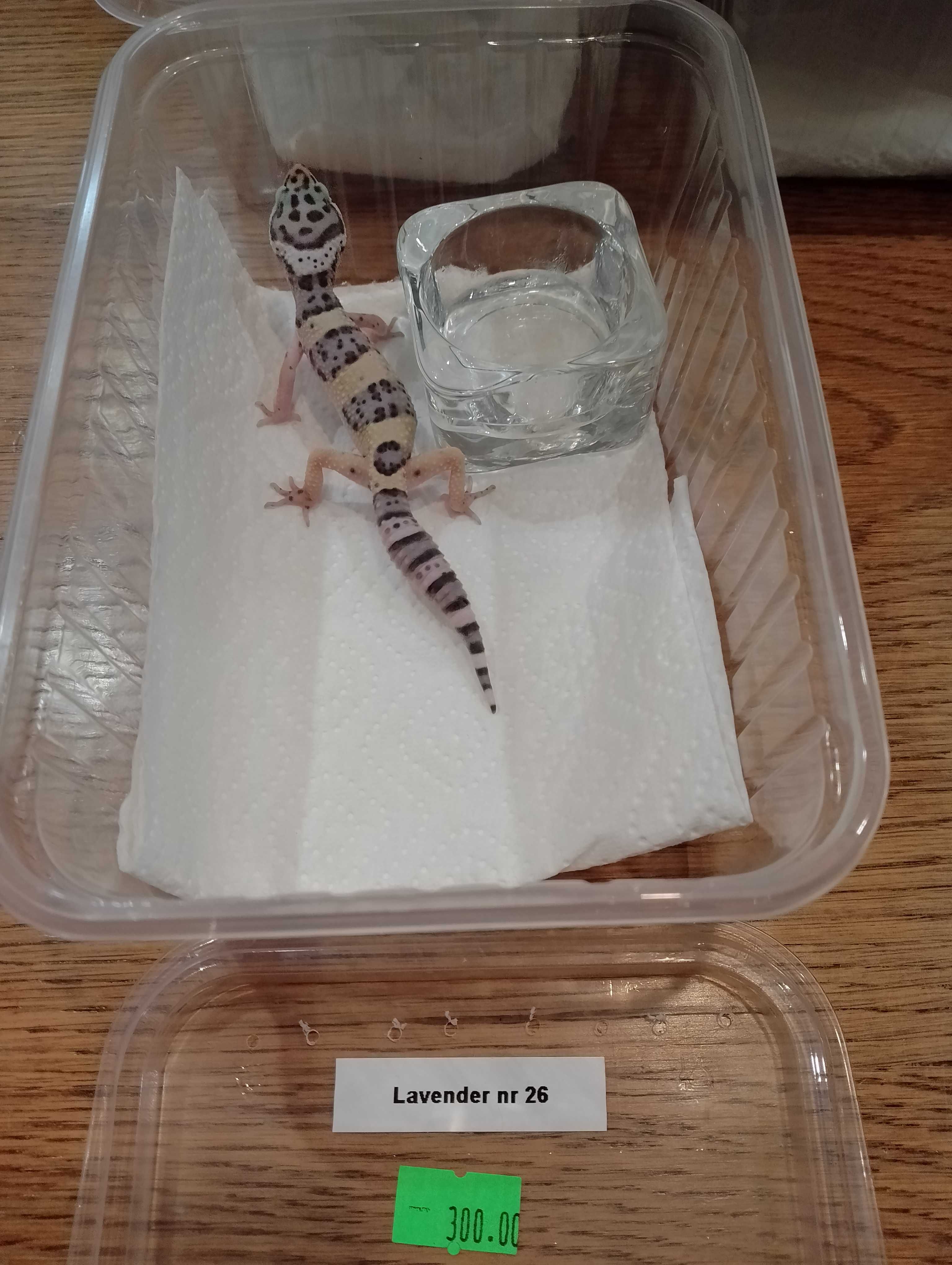 Gekon lamparci nr 26. Lavender - sklep terrarystyczny ANIMALE