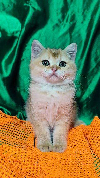 Шикарные прямоухие вислоухие котята золотая шиншилла мальчик девочка