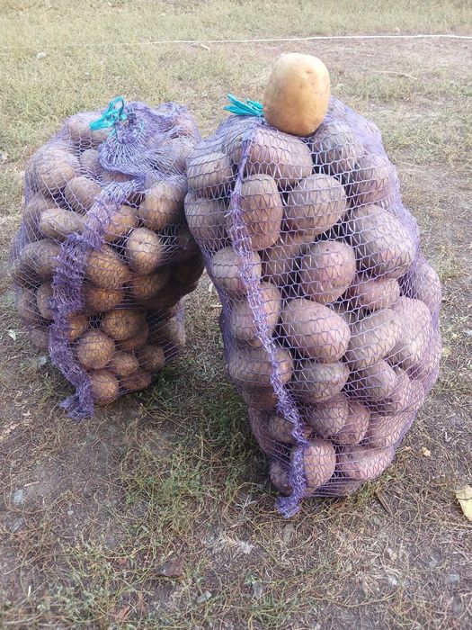 Продам велику, гарну картоплю.