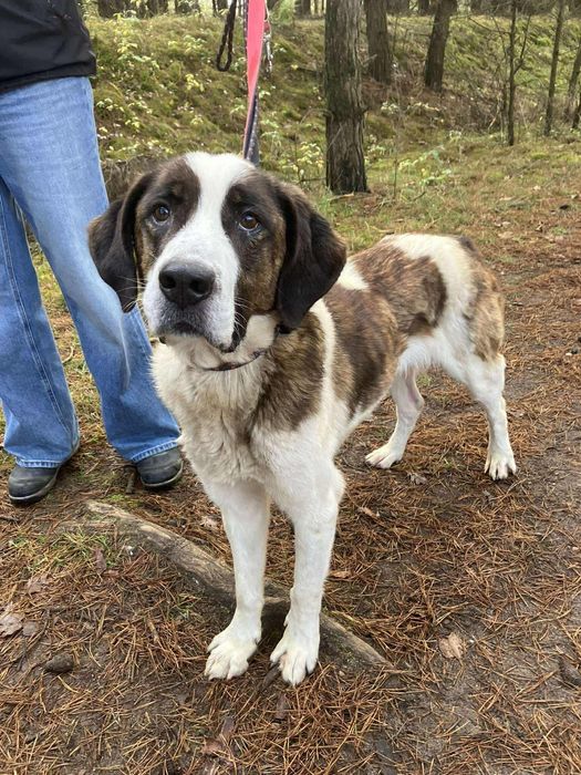 Balto - mieszaniec bernardyna ze świetnym charakterem