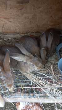 Кролики 2-4 месяца