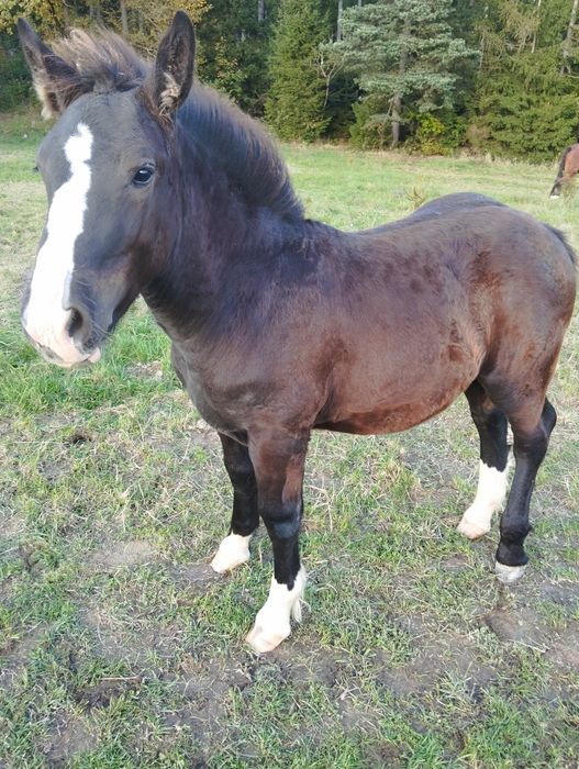 Sprzedam ogierka zimnokrwistego