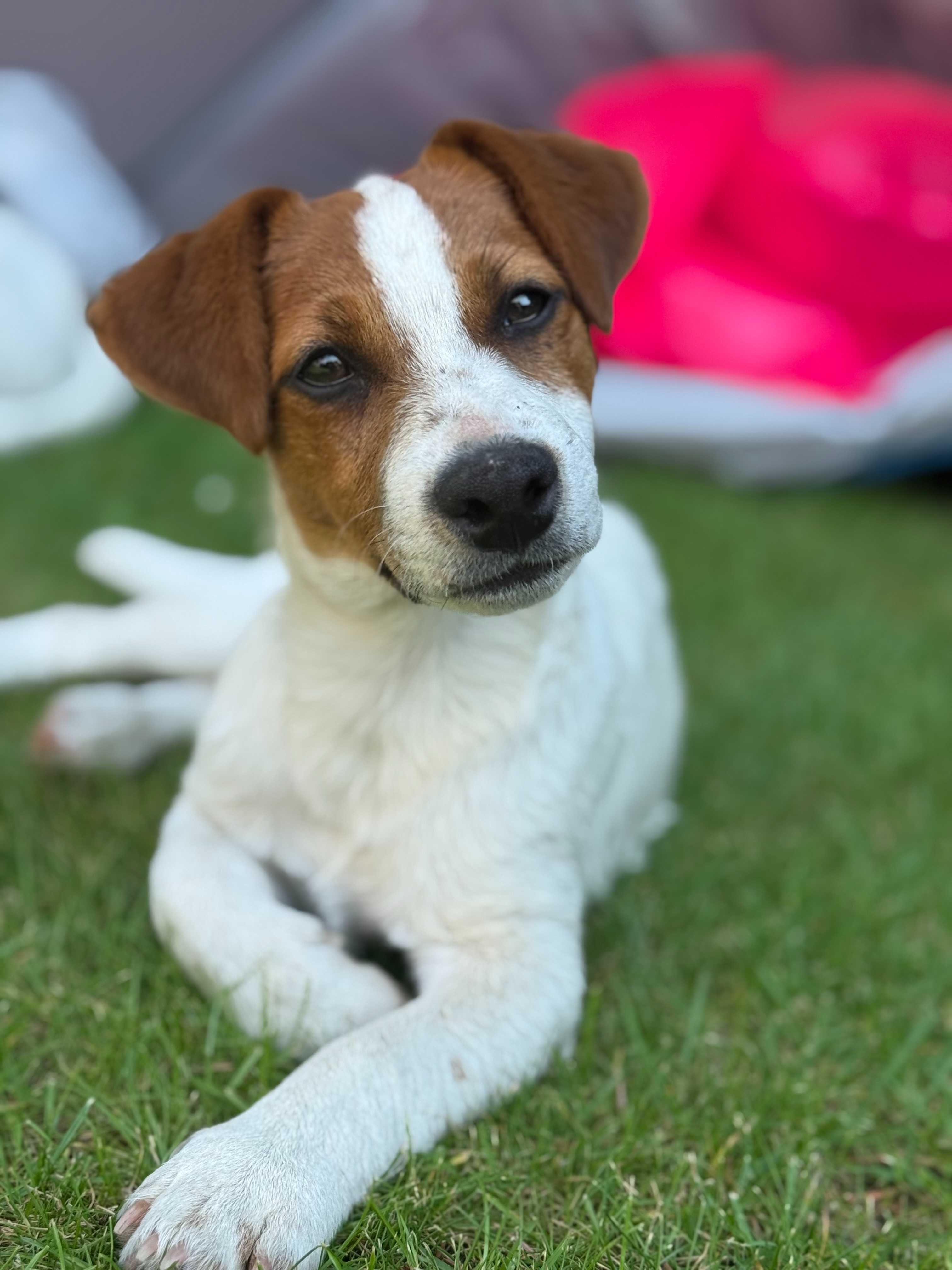 Jack Russell Terrier FLIP FLOP od # SMARTIE JACKS # rodzice FCI/ ZKwP