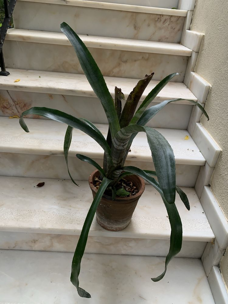 Brumelia em vaso de barro
