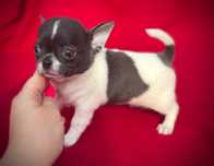 Suczka Chihuahua z rodowodem