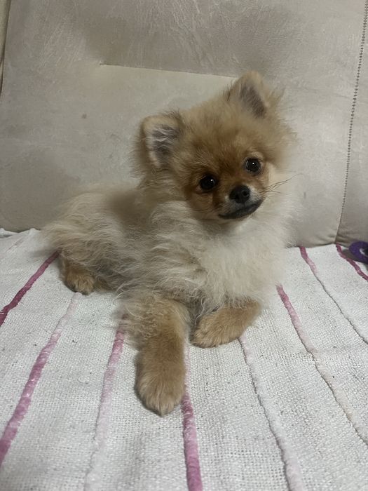 Pomeranian Szpic Miniaturowy