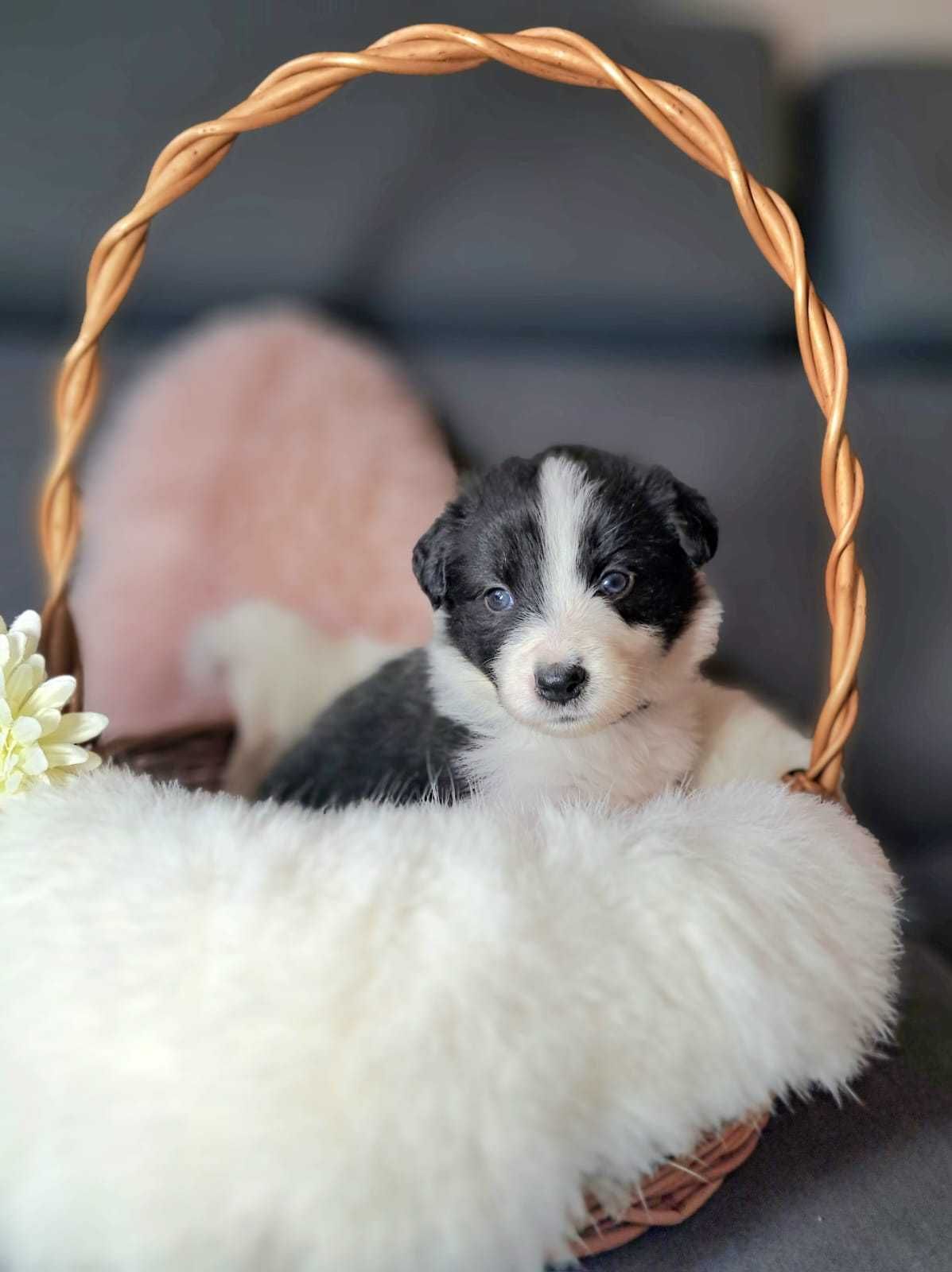 Suczka Border collie. DORIS