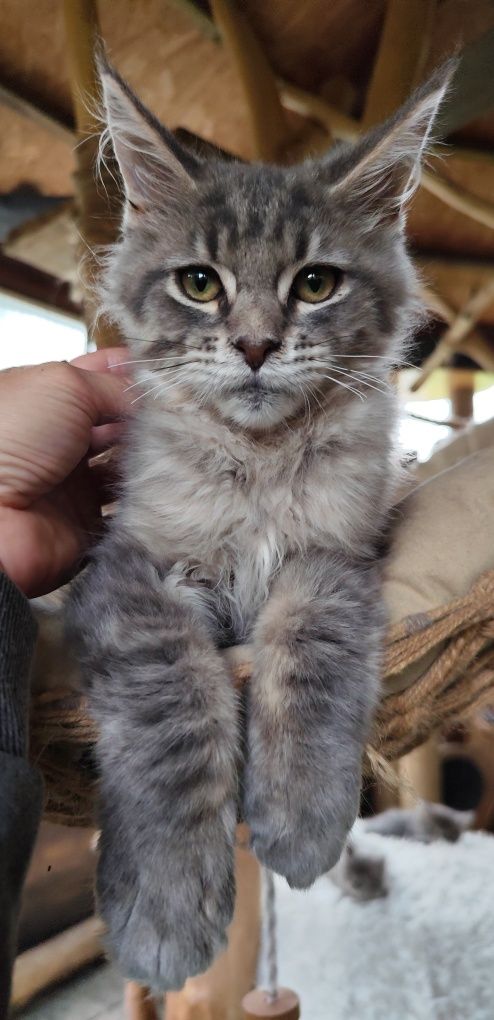 Niebieski kocurek Maine Coon BLUEBERRY Ashantu*PL