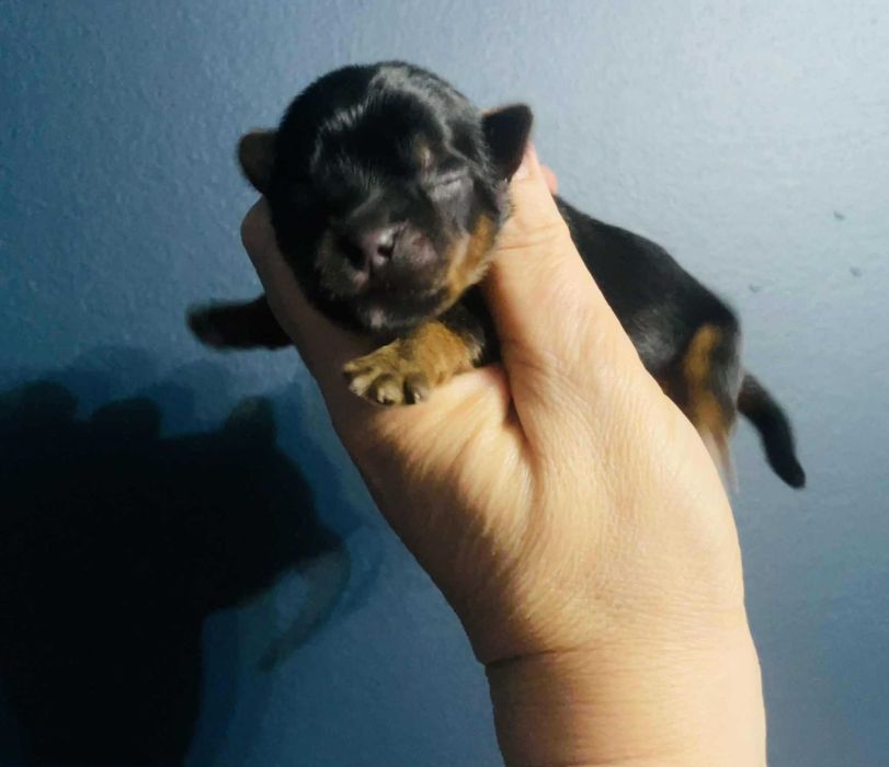 York wybitnie śliczny. Rodzice i dziadkowie przepiękni.