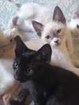 Gatinhos pará dar