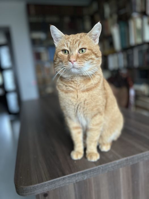 Котик кастрований