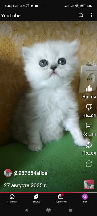 Котята серебристые шиншиллы белые дымчатые