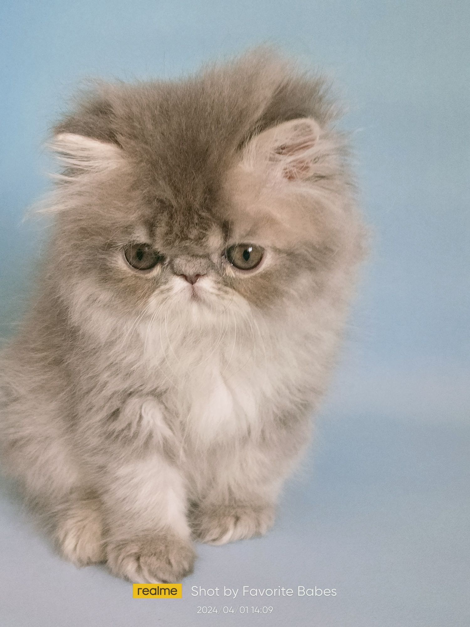 Продам персидське кошеня хлопчик