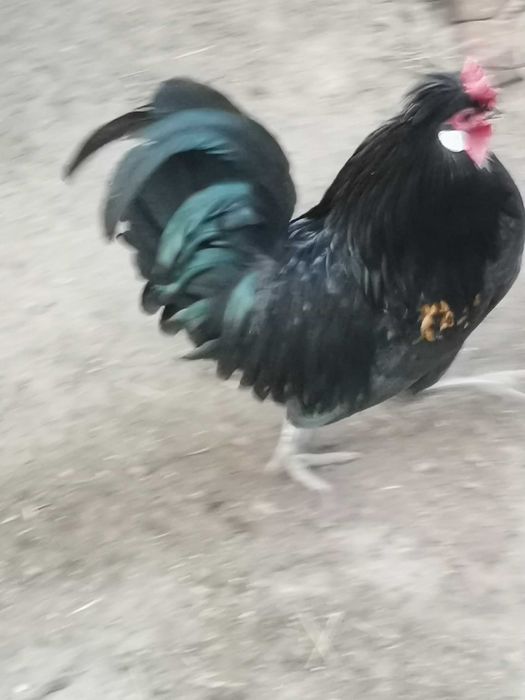 Півники декоратмвні