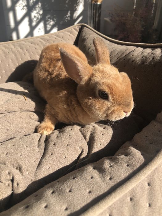 Królik karzełek teddy mini lop mini rez nauczone kuwetowania