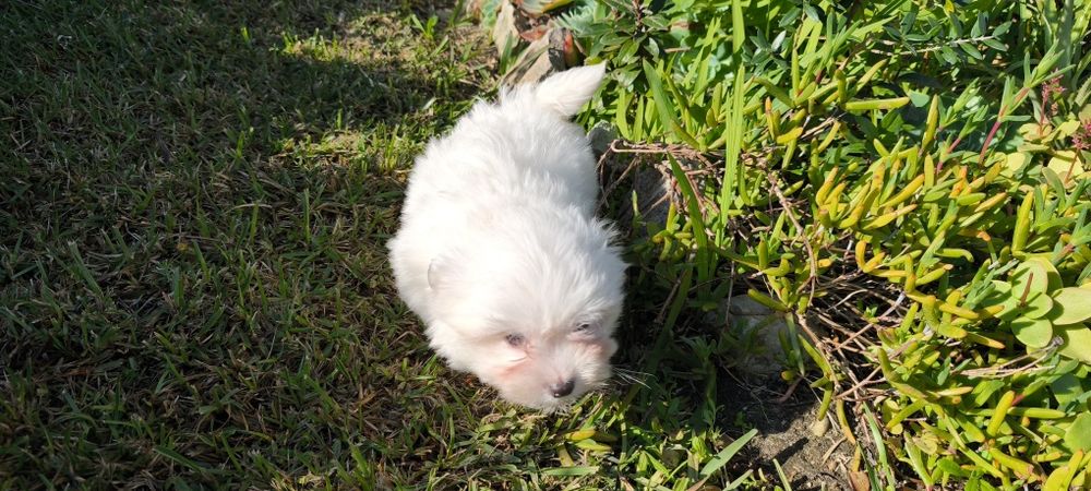 Bichon maltês criado em ambiente familiar disponível para entrega imed