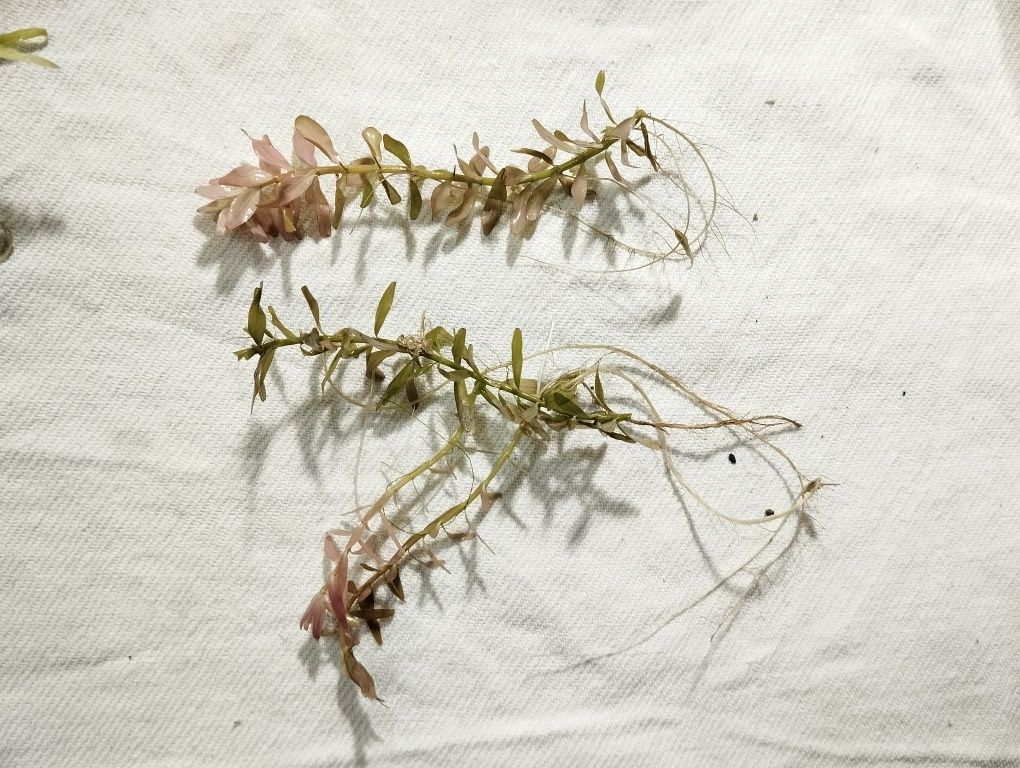 Planta para aquário - Rotala rotundifolia