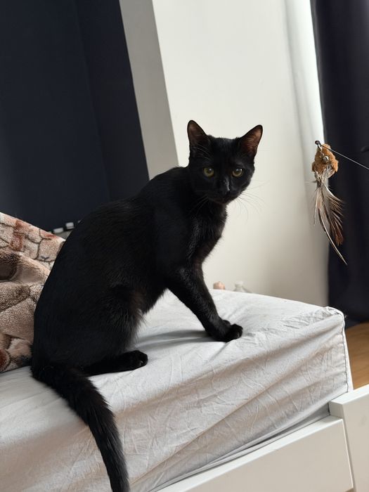 Котик кот кіт кішка кошеня київ київська обл безкоштовно