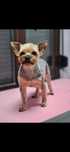 York suczka yorkshire terrier
