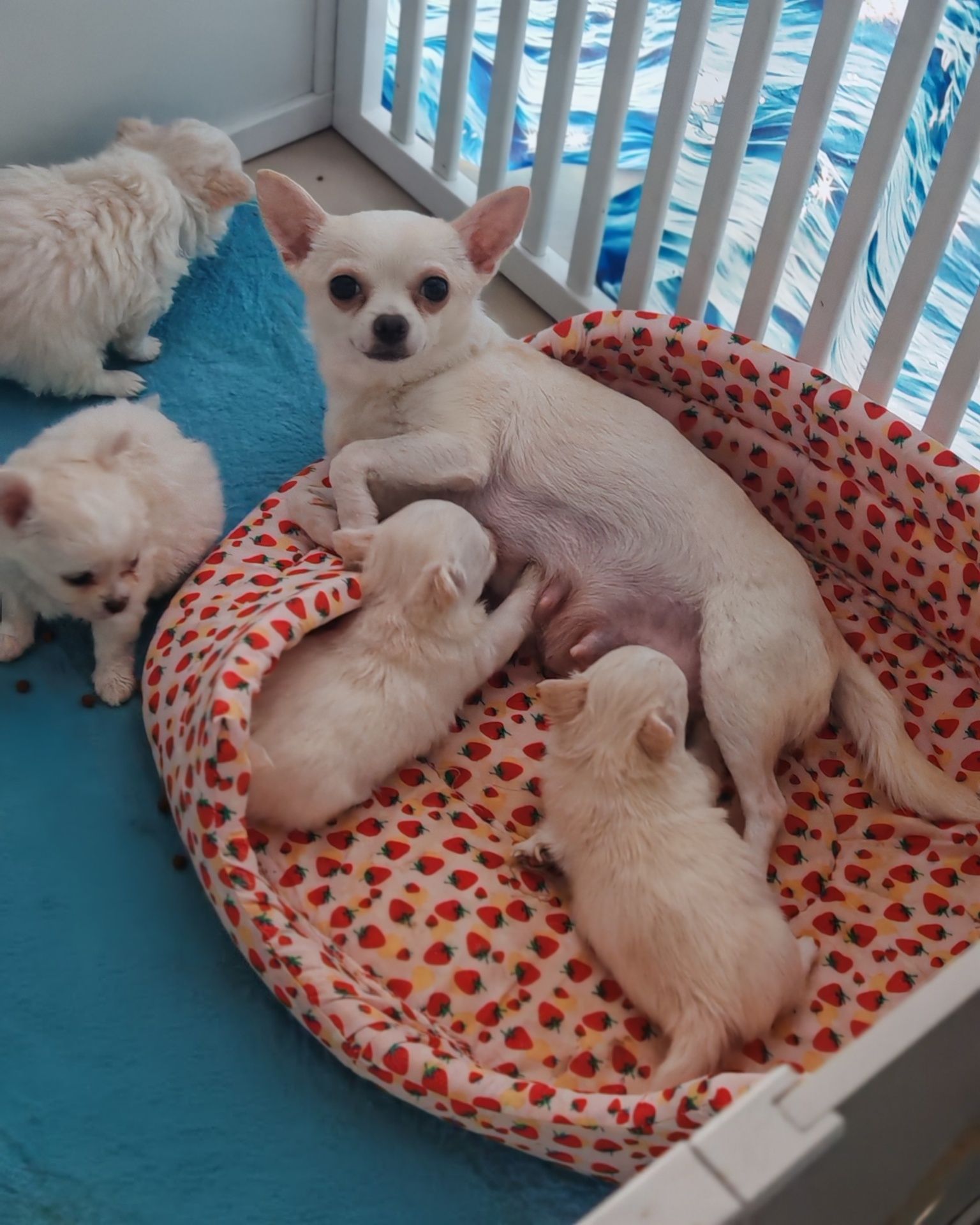 Chihuahua śliczny samczyk dlugowlosy
