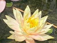 Lilie wodne , szlachetne wielkokwiatowe odmiany.