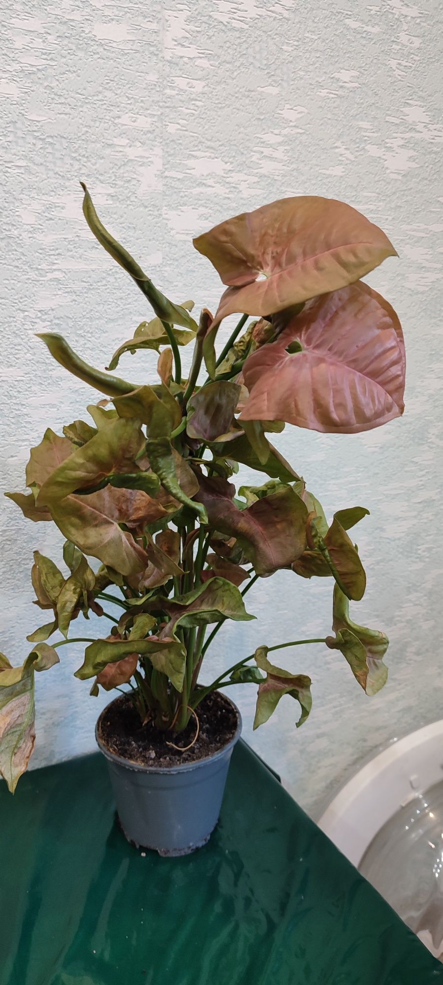 Сингониум Нион Пинк(розовый) ,комнатное растение,комнатные цветы