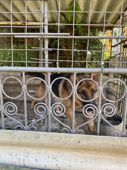 Продається Німецька вівчарка Кобель 3 Роки