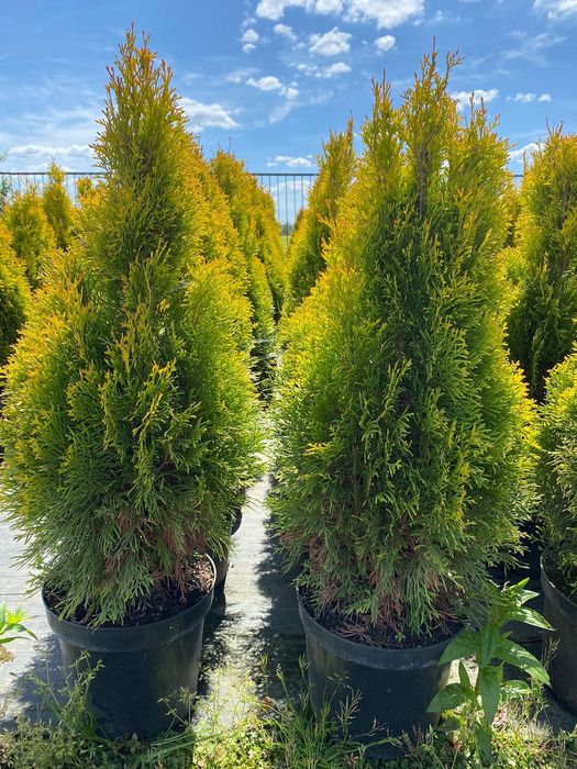 Tuja "Szmaragd Gold" - Thuja, Żywotnik, wys. 80-90 cm, doniczka
